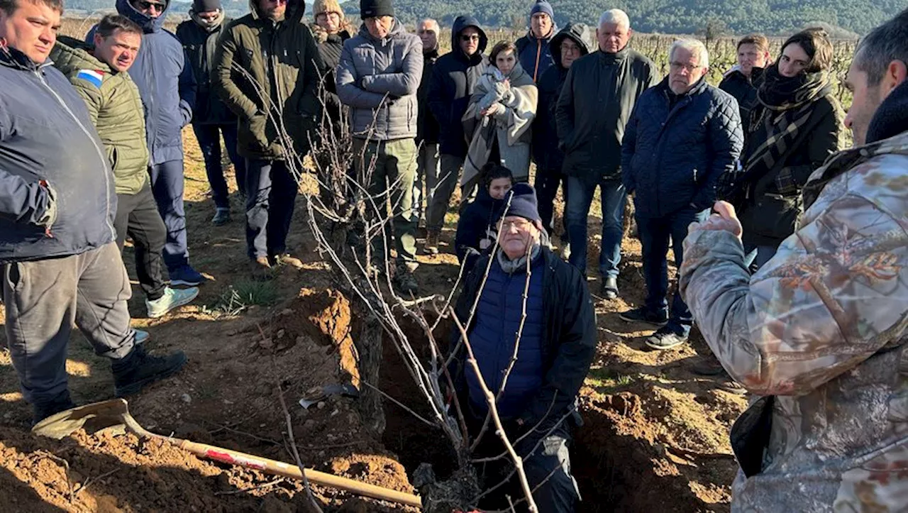 Cru corbières : des expertises pour sauver la vigne de la sécheresse