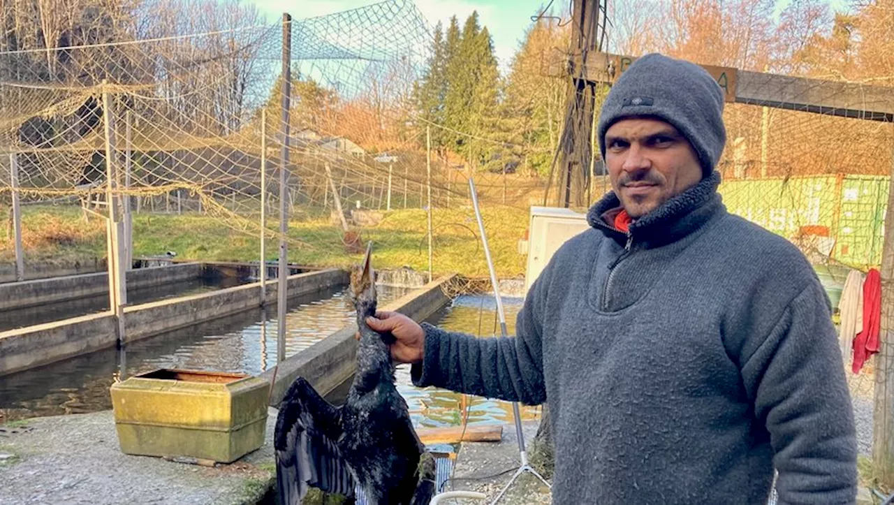 Le Tarn envahi par les cormorans : Un fléau pour les pêcheurs et les pisciculteurs