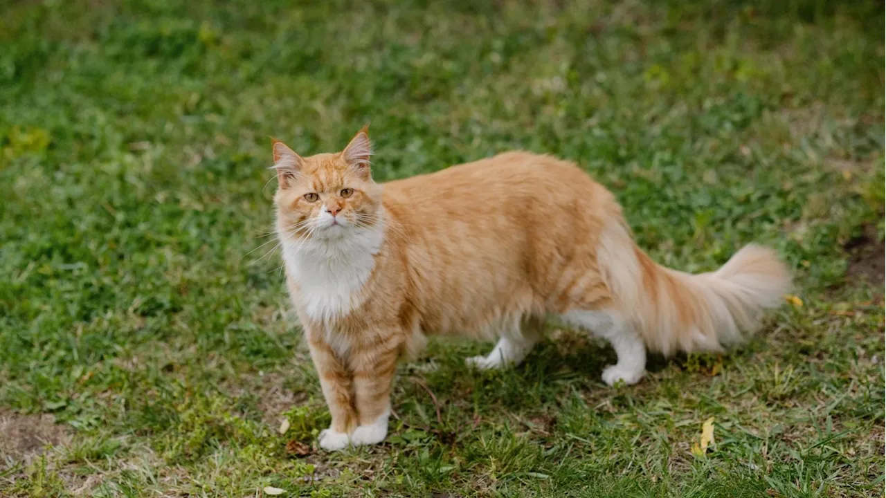 Influenza Aviaria in un Gatto in Emilia-Romagna