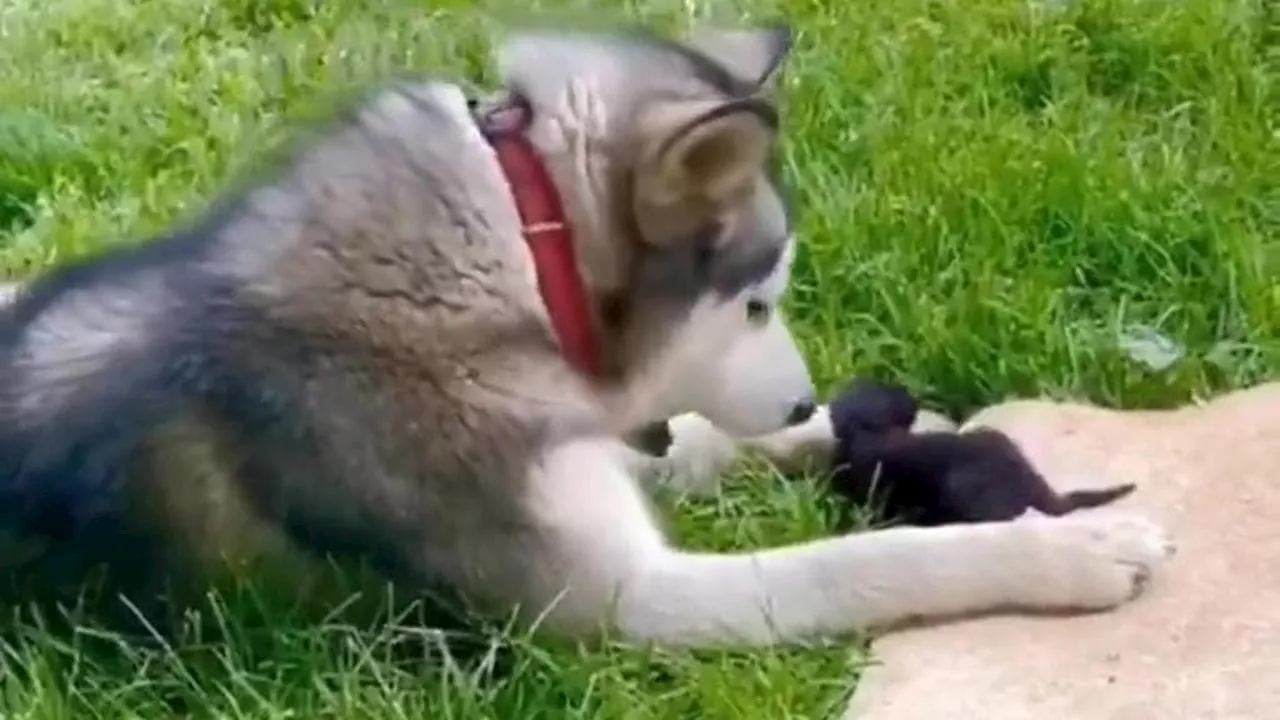 Un Husky e un Gatto: Amore e Gentilezza Al di Là delle Differenze