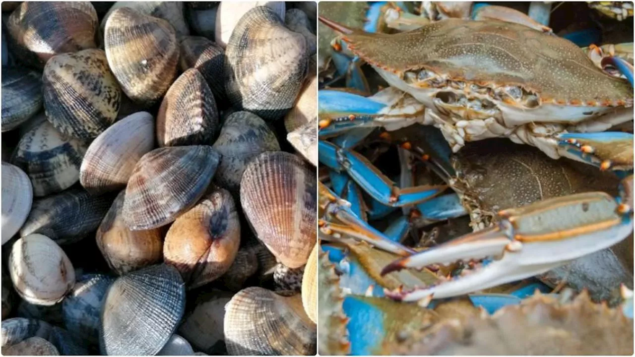 Vongole Portoghesi per Ripopolare il Delta del Po