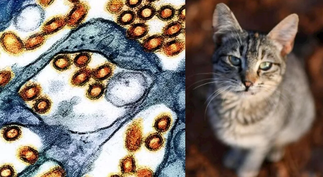 Influenza aviaria, gatto infetto e focolai in Italia: quando è pericoloso mangiare carne e uova. L'allarme di