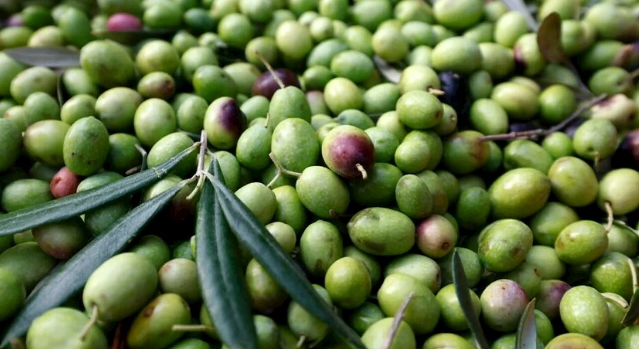 Richiamo di Paté di Olive Taggiasche: Rischio Fisico per i Consumatori