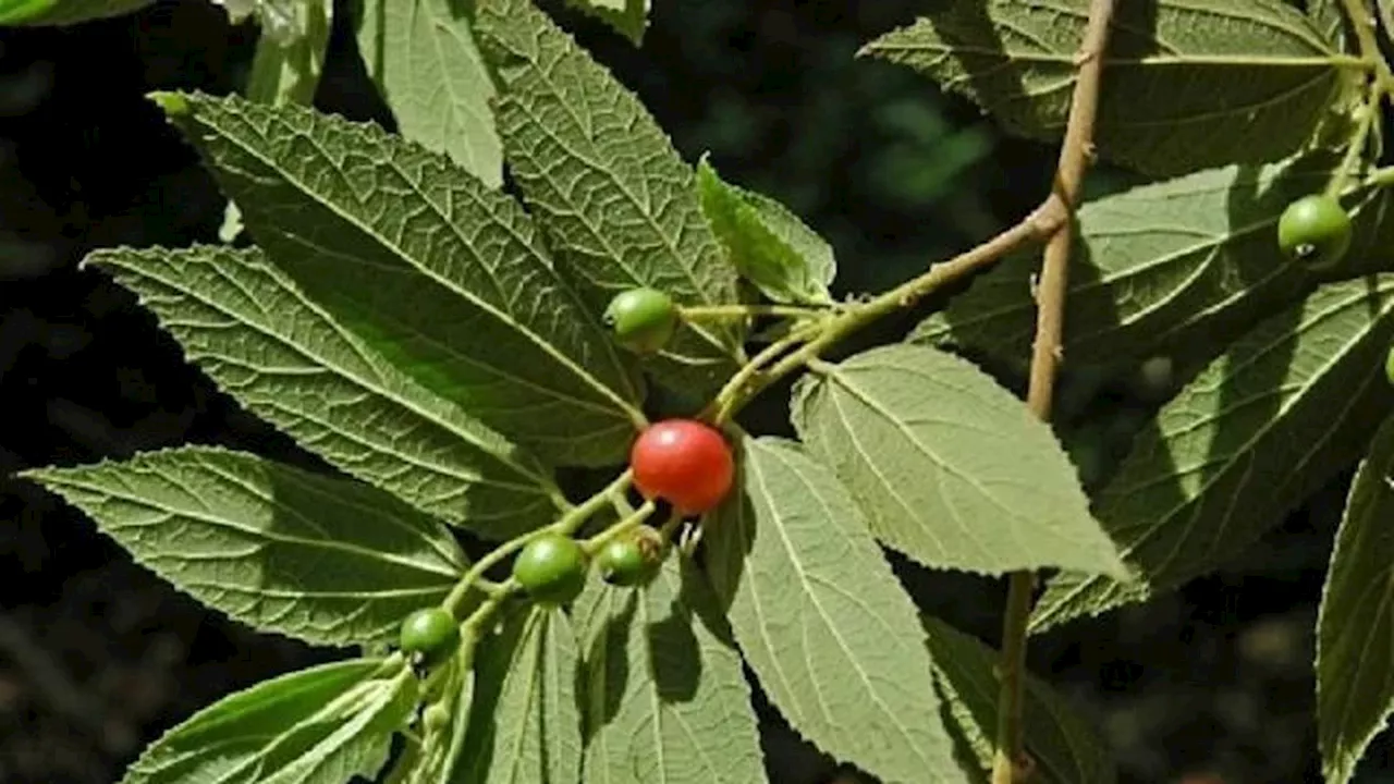 Cara Merebus Daun Kersen untuk Asam Urat