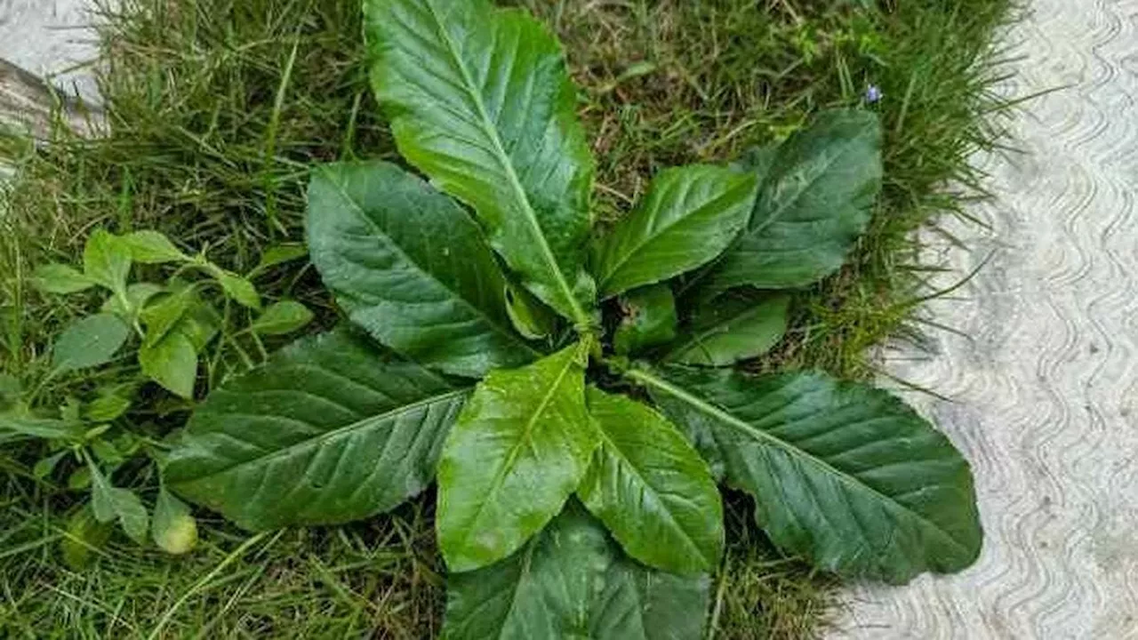 Manfaat Daun Tapak Liman untuk Kesehatan