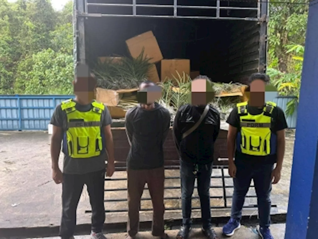 In Tanah Merah, GOF intercepts almost RM1m worth of ornamental plants smuggled from Thailand