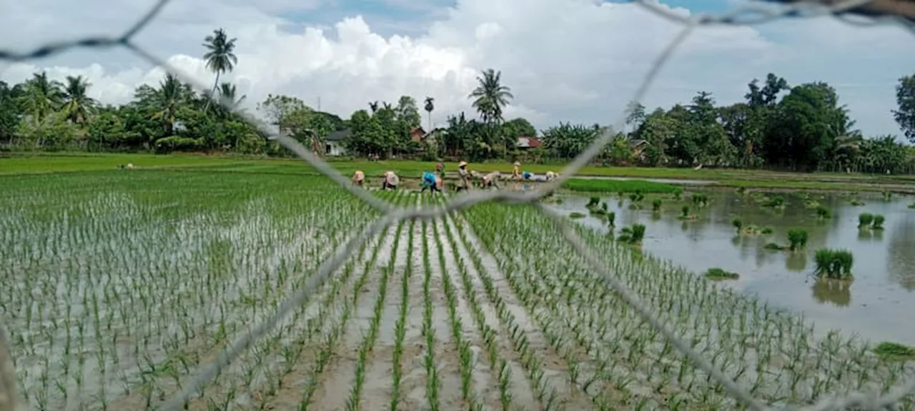 Petani Pidie Resah, Tanaman Padi Diserang Hawar Daun