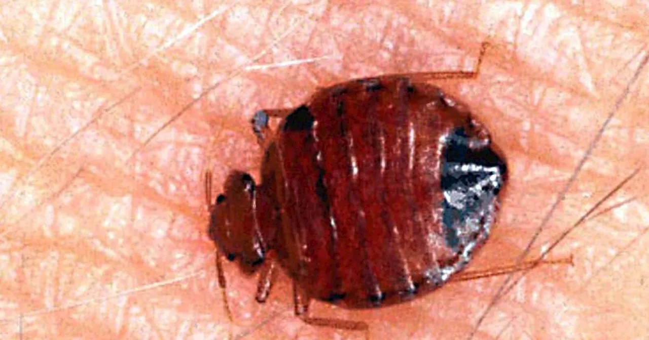 7 Warning Signs of a Bed Bug Infestation and How to Get Rid of Them