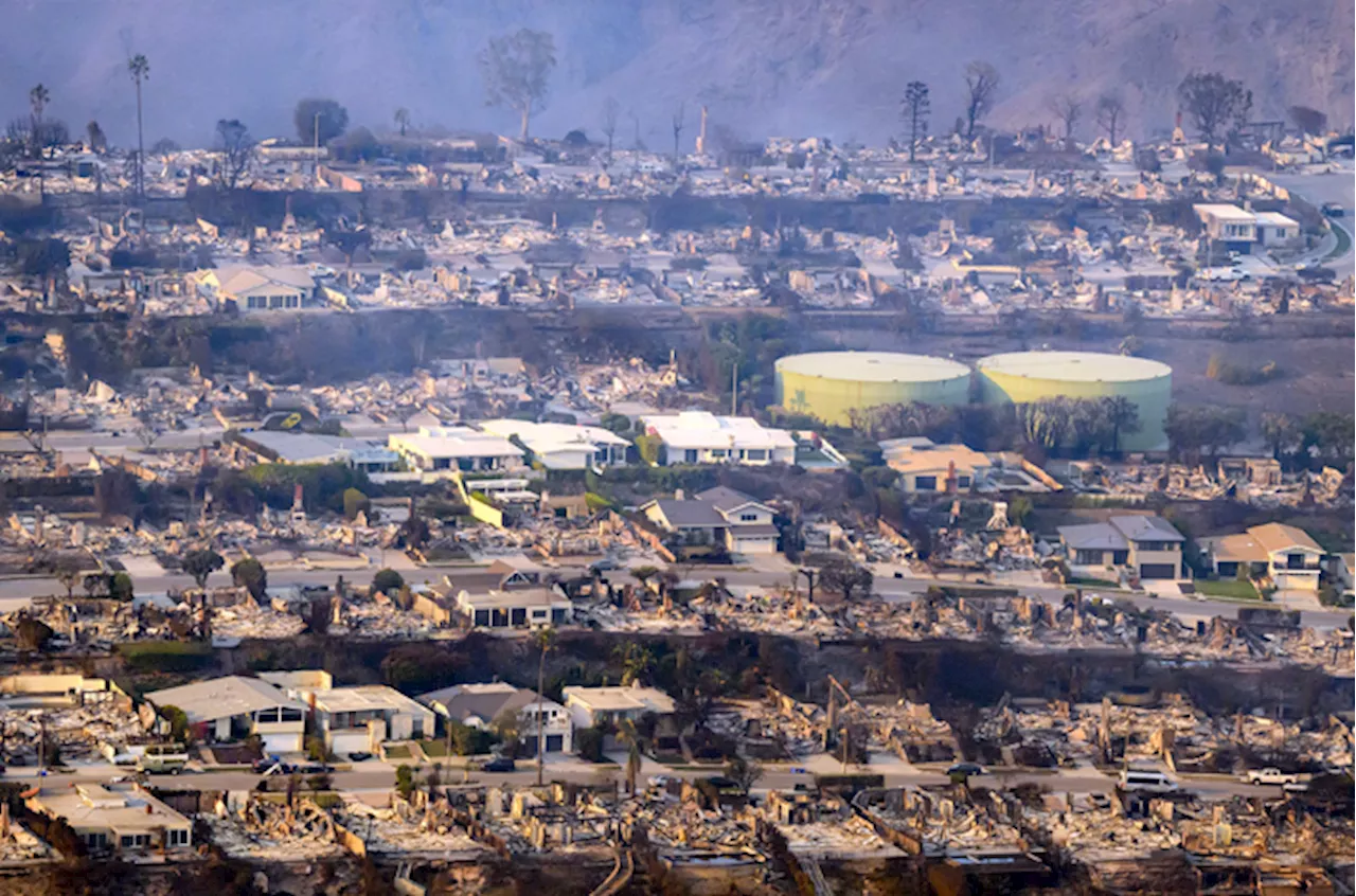 Fire Rescue Dogs Help Search for Missing Victims in Devastating California Wildfires