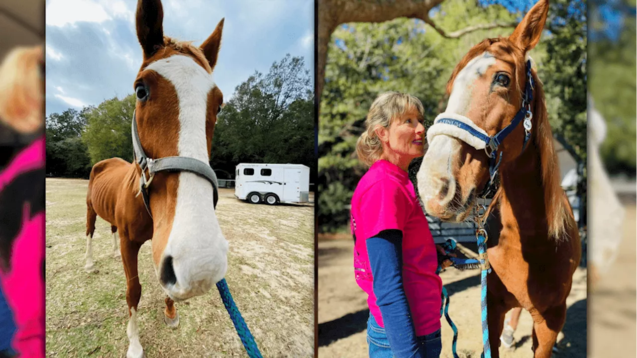 Severely Neglected Horses Rescued by Veteran-Run Organization