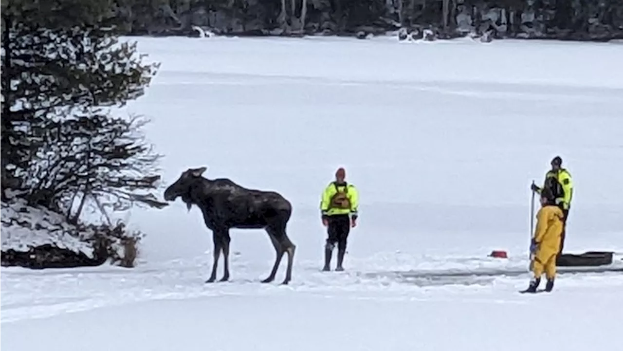 Moose Rescued From Thin Ice in Adirondacks