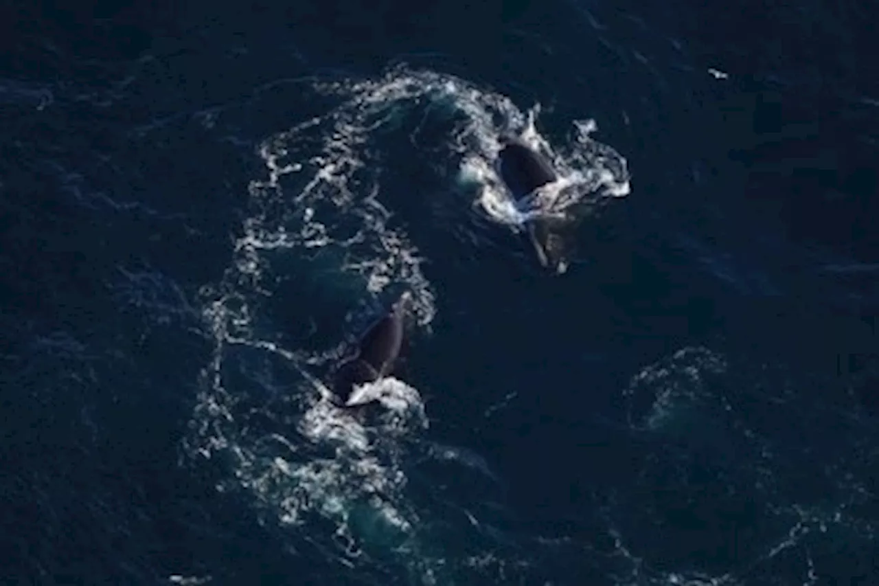 Large Gathering of Right Whales in New England Triggers Safety Measures