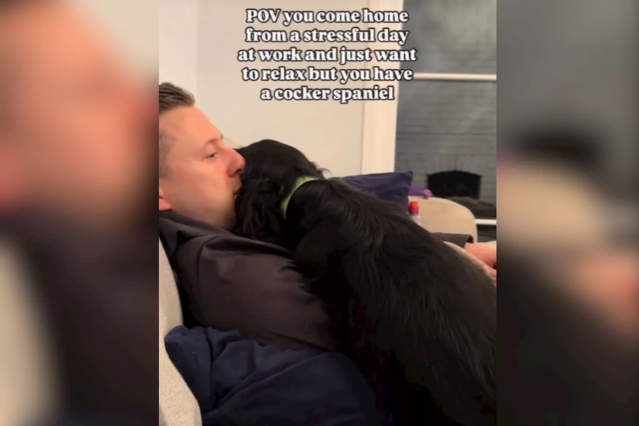 Dog's Cuddly Greeting After a Stressful Day Leaves Internet Adoring