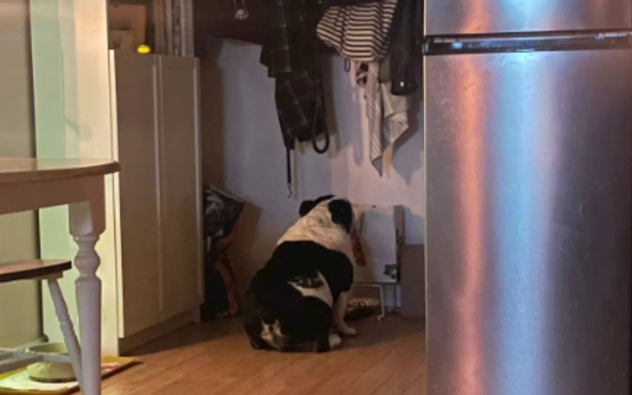 Rescue Dog's Nightly Cheese Ritual Captures Hearts Online