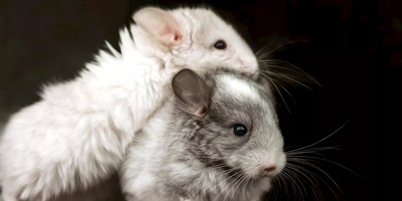 Tierheim N&uuml;rnberg hat Trio aufgep&auml;ppelt: Drei Chinchilla-Weibchen suchen jetzt ein neues Zuhause