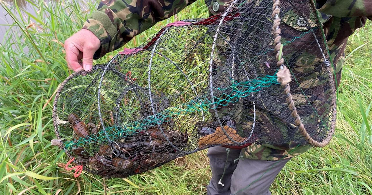 Man Fined for Illegal Crayfish Trapping in Derbyshire