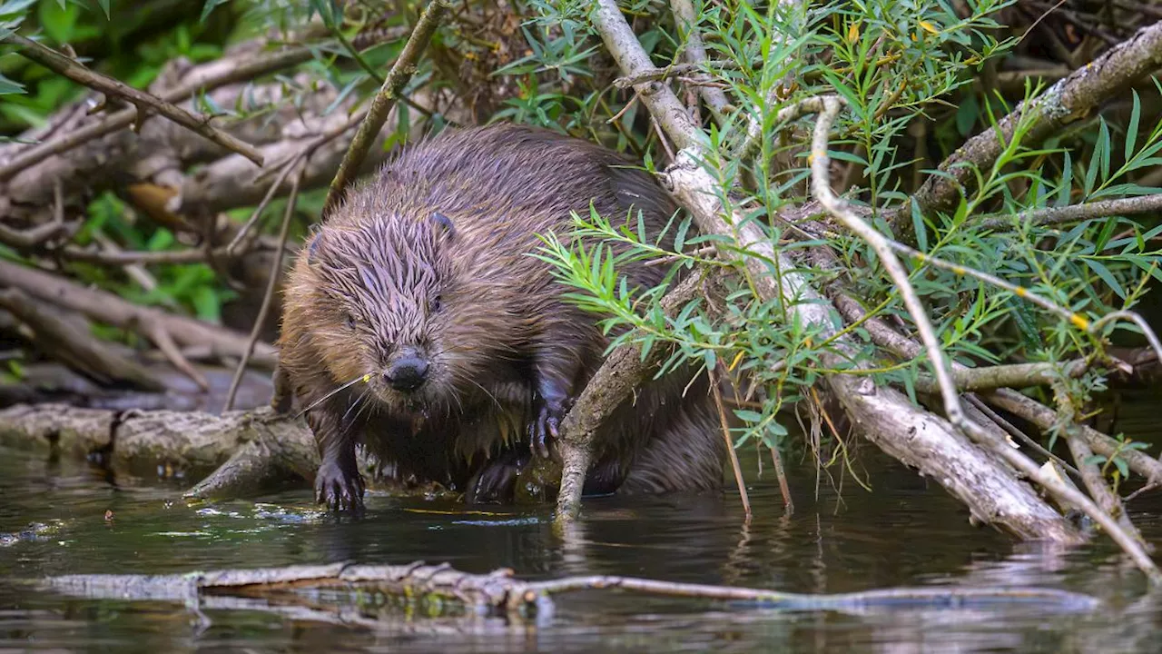 Biber, Ziege, Wisent: Diese Tiere gestalten deutsche Landschaften