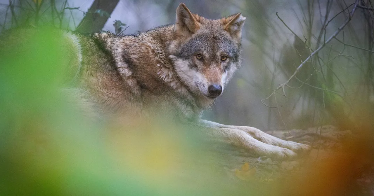 Neuer Zaun soll den Bielefelder Tierpark Olderdissen vor dem Wolf schützen