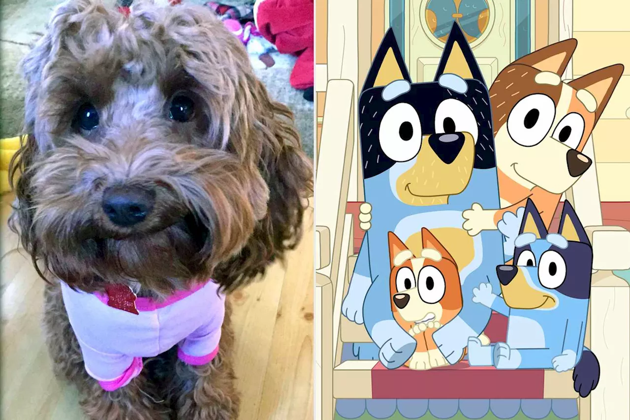 Why Dogs Can't Get Enough of 'Bluey'