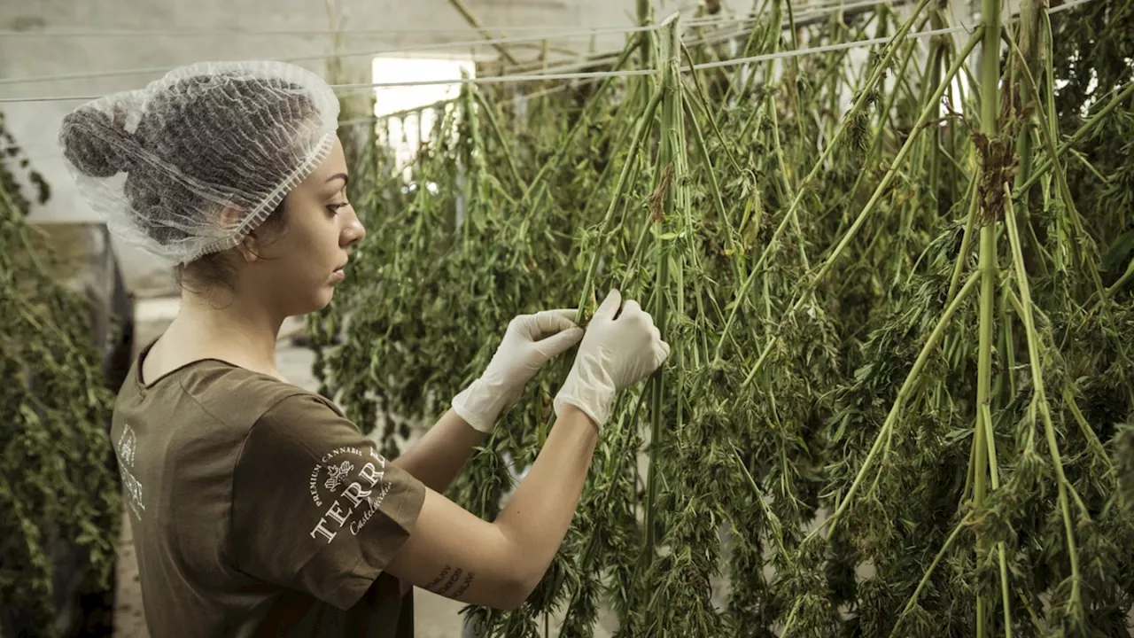 La producción de cannabis medicinal en España se dispara un 42% sin que los pacientes se beneficien al no estar regulado