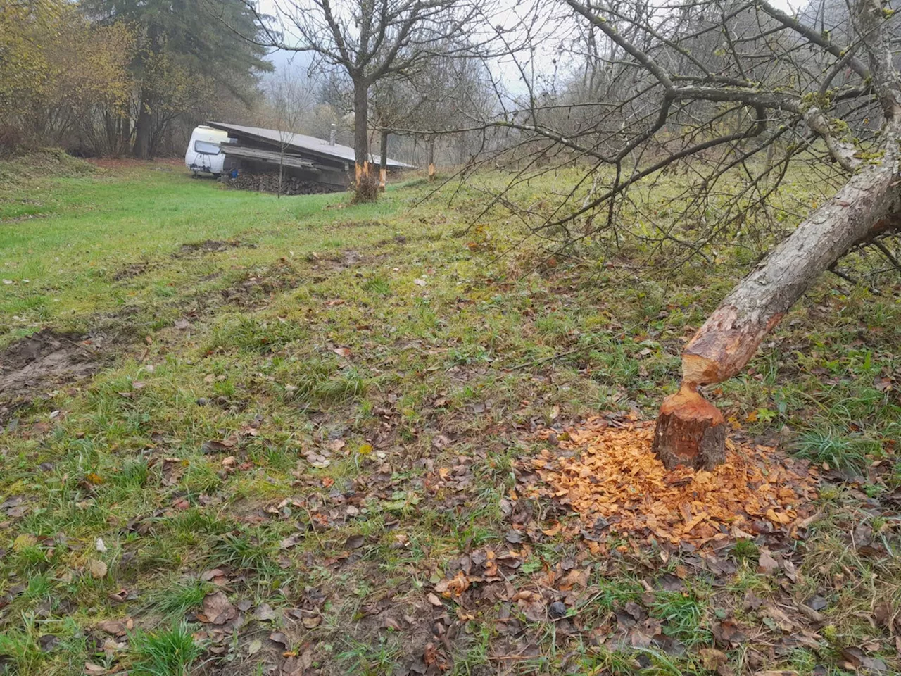 Hochstämmer vor dem Biber schützen