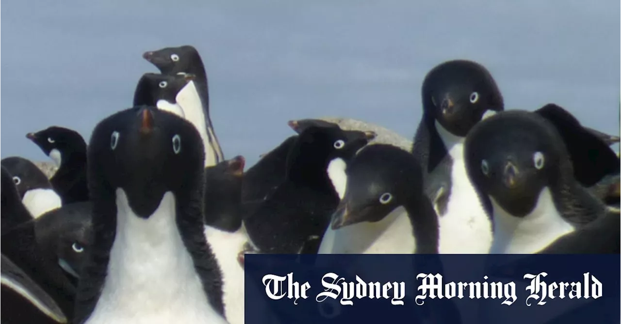 Australian Researchers Race to Prepare for Avian Influenza in Antarctica