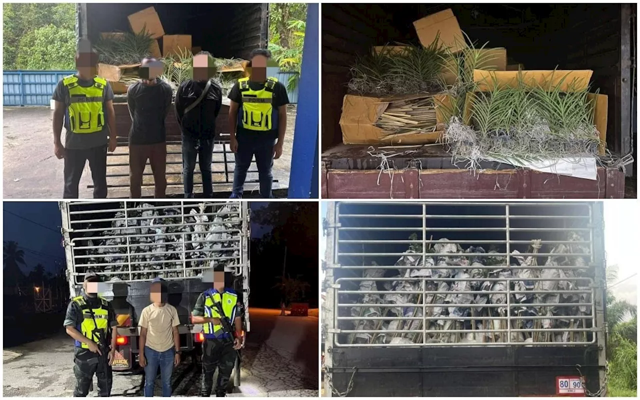 GOF Seizes Smuggled Plants and Cattle Worth Over RM900,000