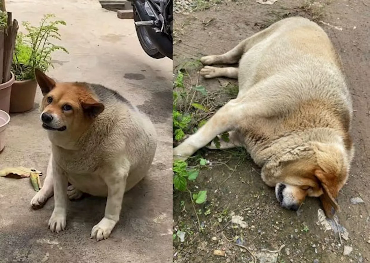 Tik Tok dog sensation ‘Ngor Ngor’ dies, leaving admirers saddened