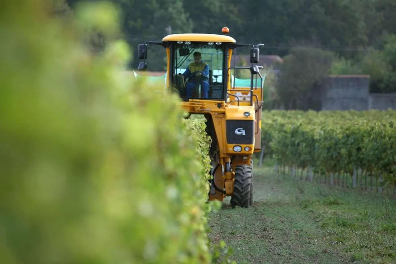 Récolte 2024 du Cognac : Un Challenge de Qualité et de Durabilité