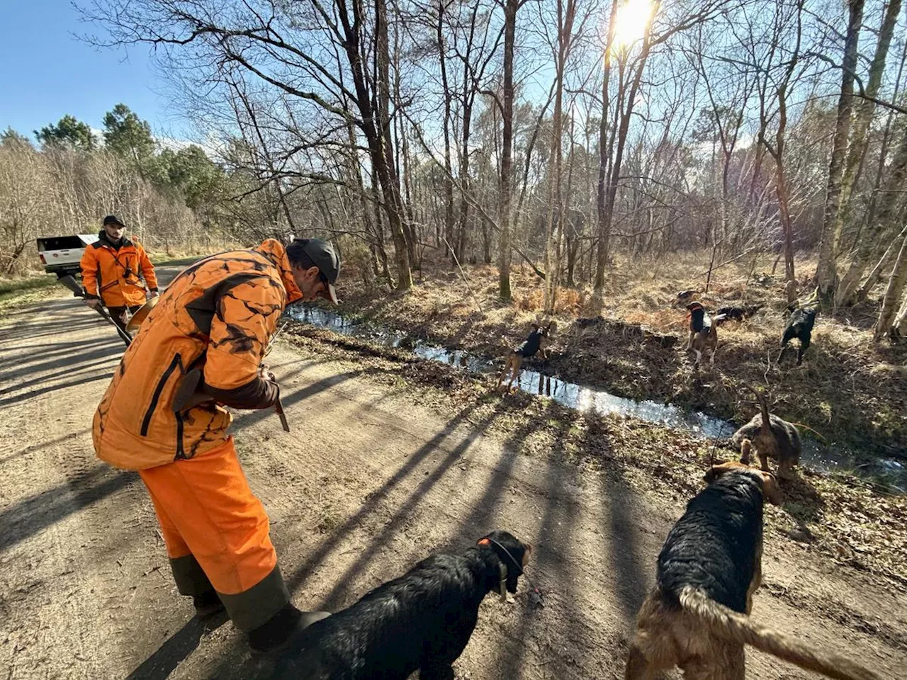 Vidéo. À Lacanau, l’association de chasse tente de tenir les sangliers à distance du village et des routes