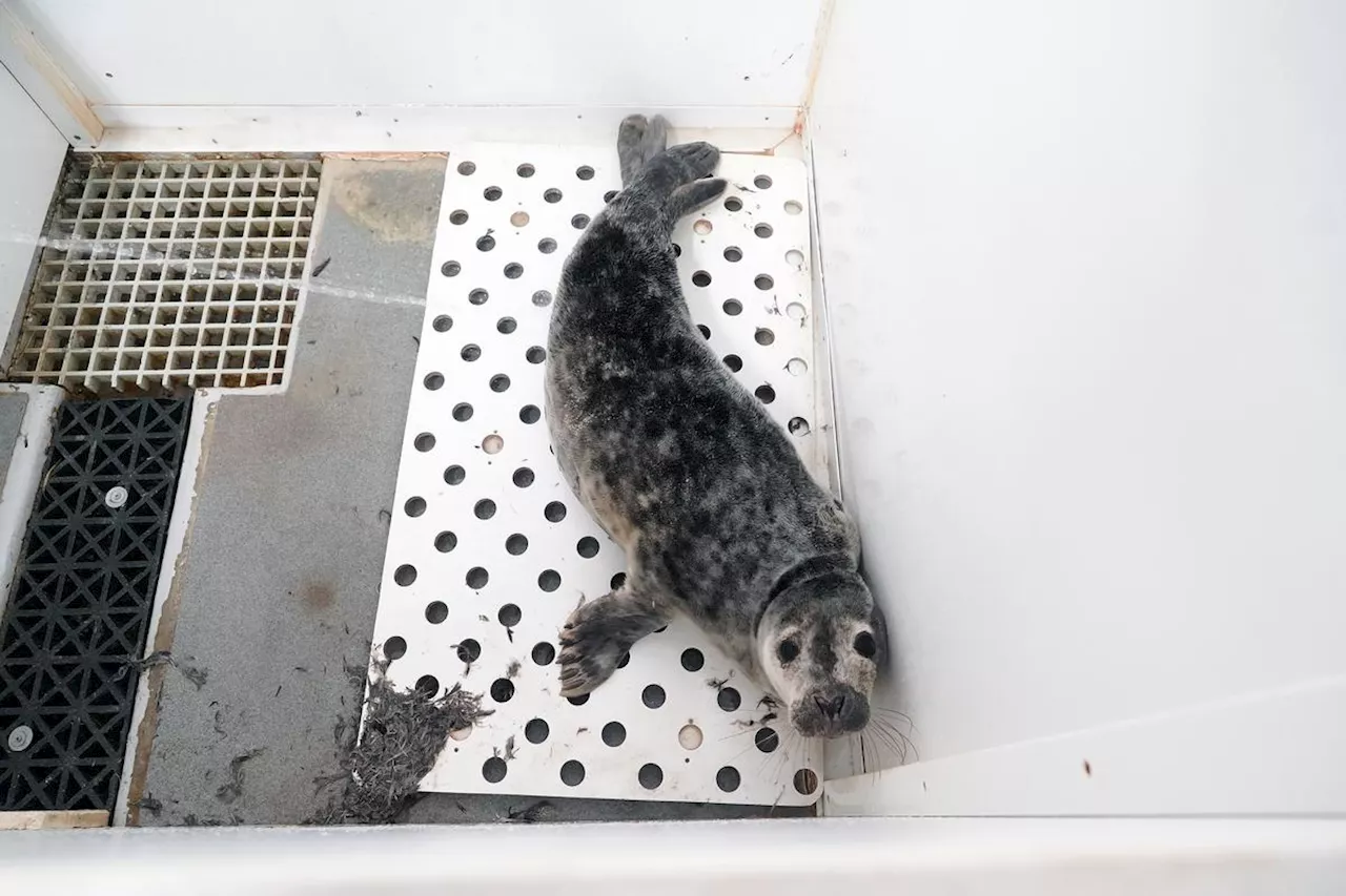 Vidéo. Pays basque/Landes : le bébé phoque échoué à Hossegor reçoit ses premiers soins à l’aquarium de Biarritz, il y a deux ans