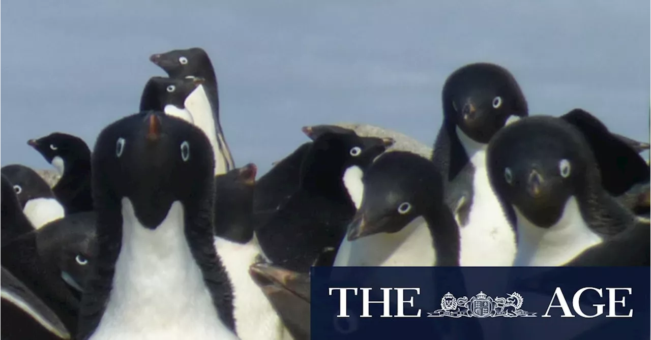 Australian Researchers Race to Protect Antarctica From Deadly Bird Flu