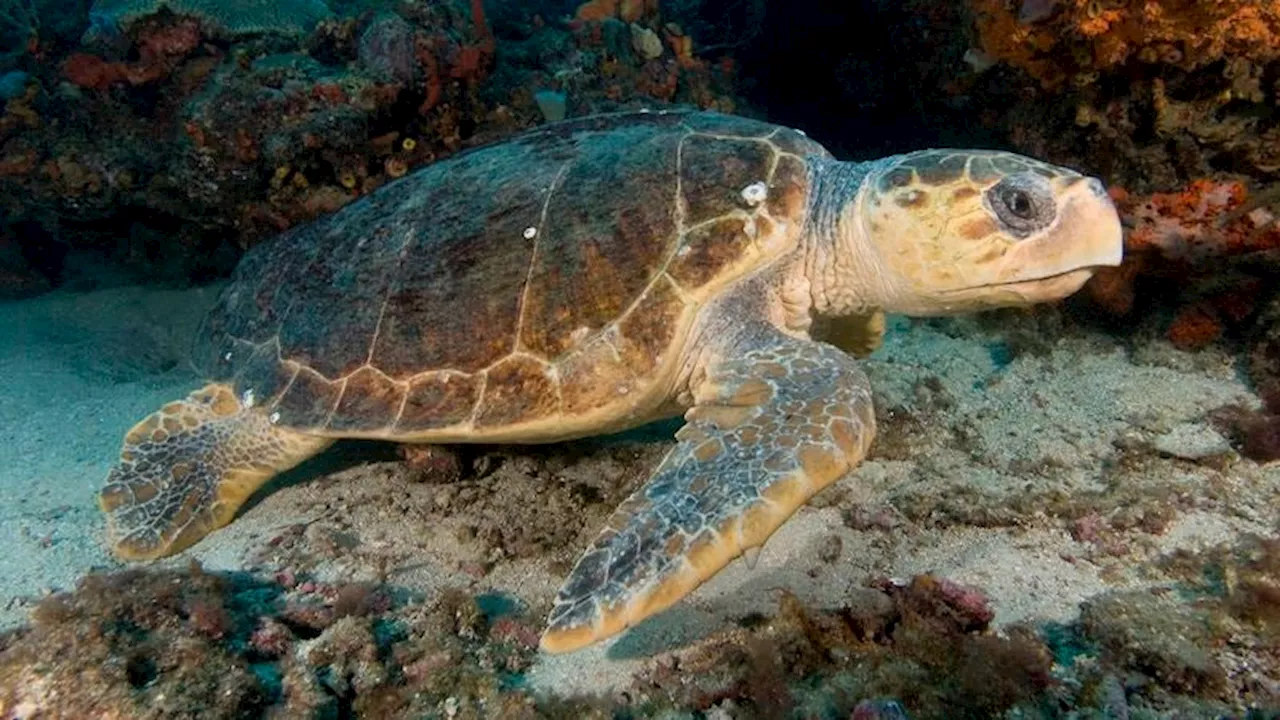 Loggerhead Turtles Fought Extinction With Fervent Fuckery