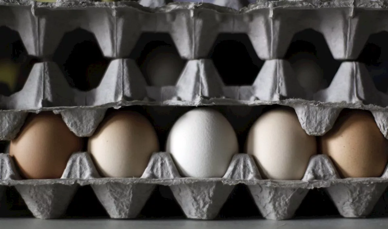 Eggs in Alberta, B.C., Ont., Man., Sask., recalled over salmonella concerns