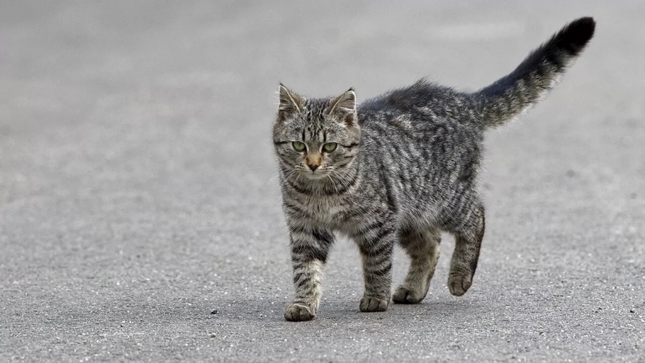 Primo caso di influenza aviaria in un gatto in Italia