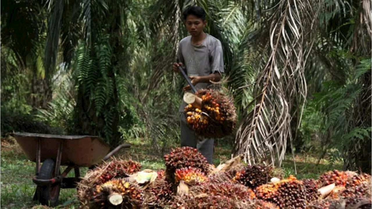 Akademisi: Kemenangan Indonesia di Kasus Sawotaw Membuka Peluang Ekonomi dan Politik