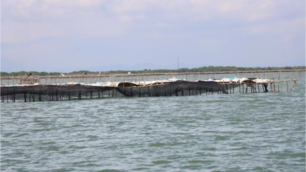 Pencabutan Pagar Laut Bambu di Tangerang Dilaksanakan