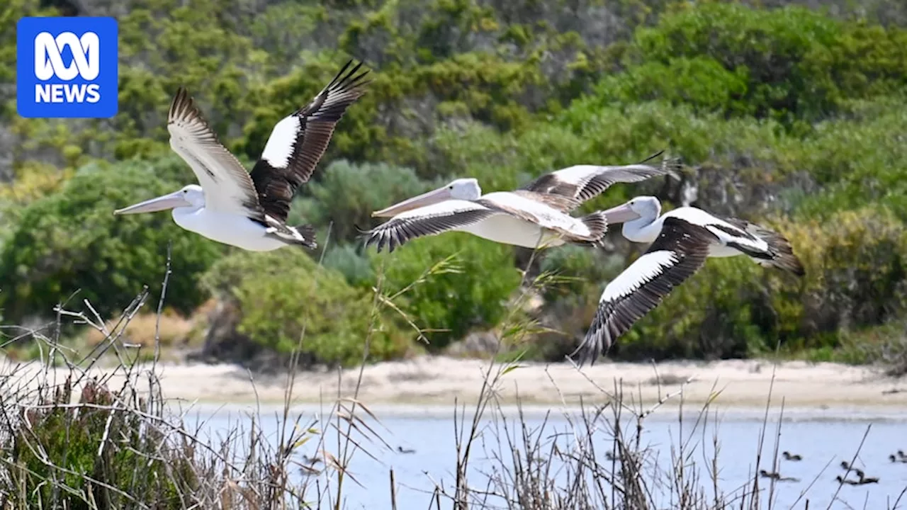 Australia's waterbird populations almost halved in just one year, survey finds