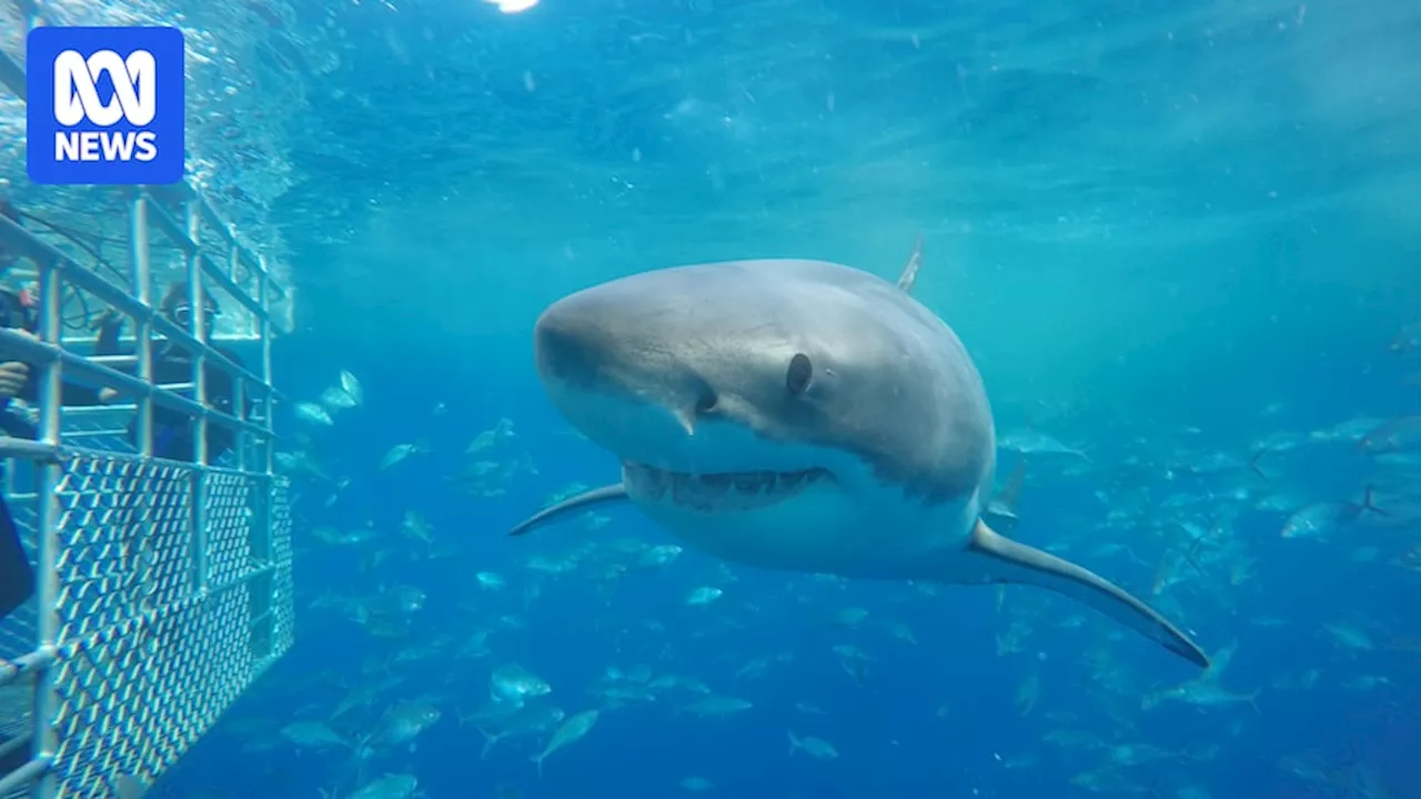 Scientists back acoustic tagging of sharks as part of wider warning system for SA