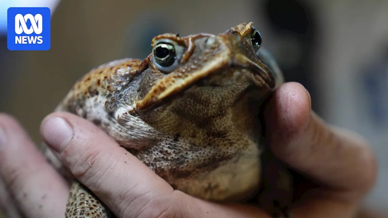 'Toad busters' take up the fight against deadly pest in northern Australia