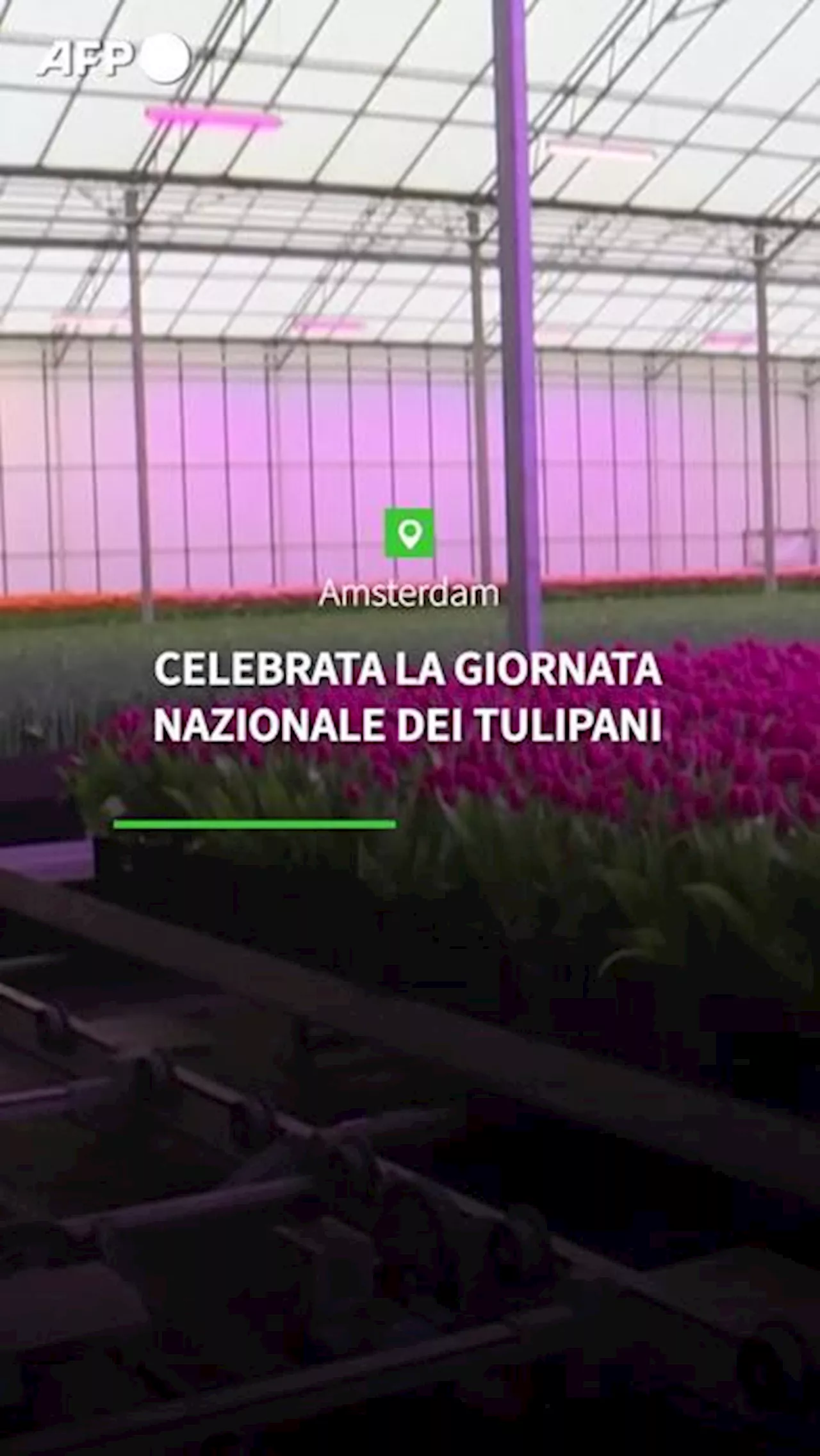 Celebrata la giornata nazionale dei tulipani