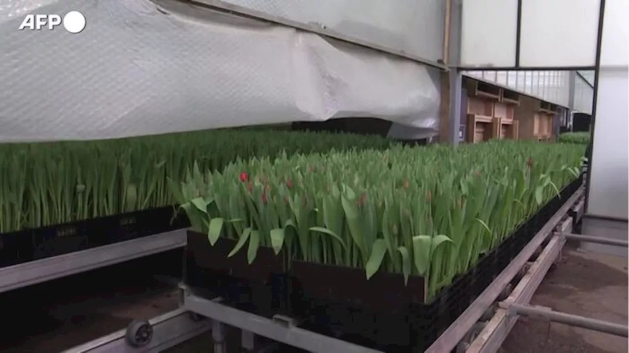 Olanda, celebrata ad Amsterdam la Giornata nazionale dei tulipani