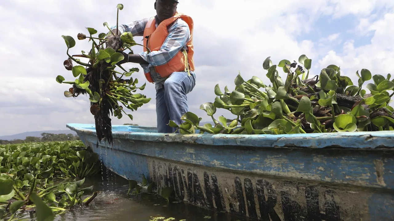 How the invasive water hyacinth is threatening fishermen's livelihoods on a popular Kenyan lake