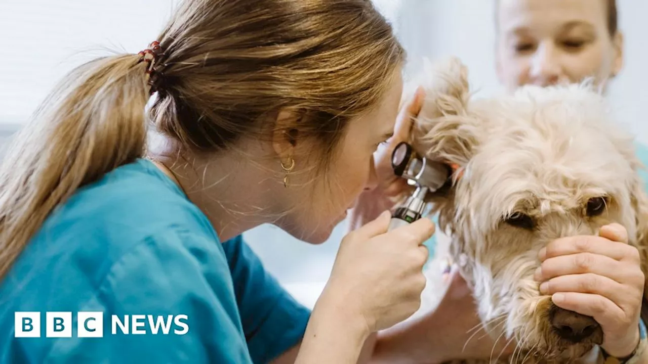 Northern Ireland vet nursing degrees aim to tackle 'brain drain'