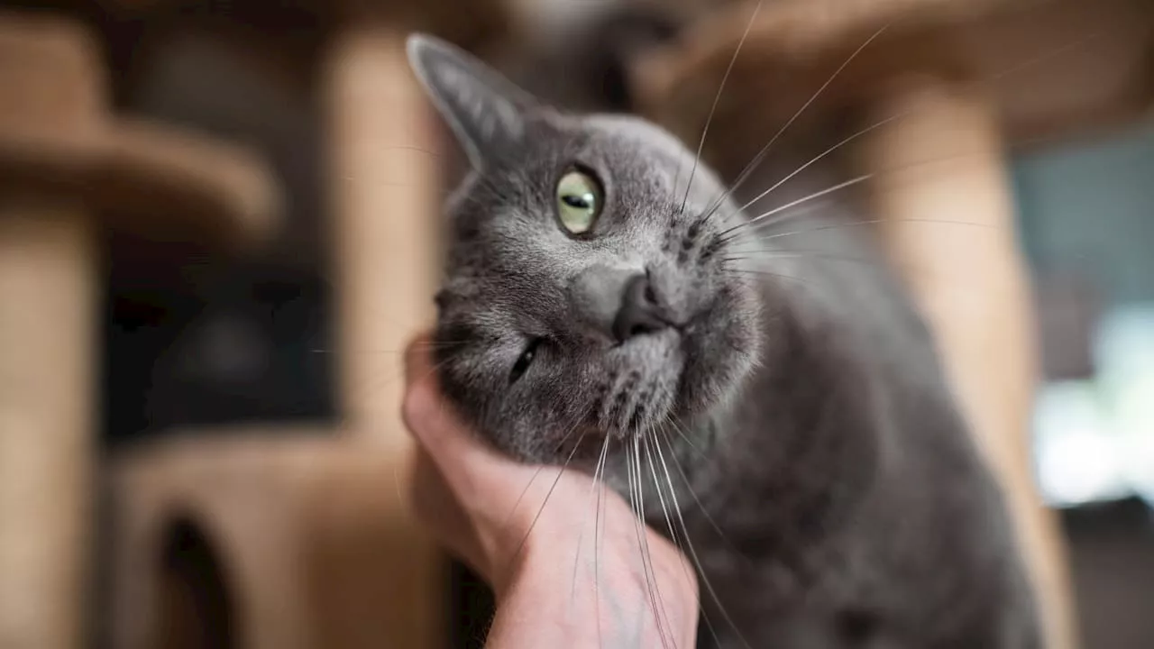 Haustiere: 12 Wege, wie Katzen ihre Zuneigung zeigen