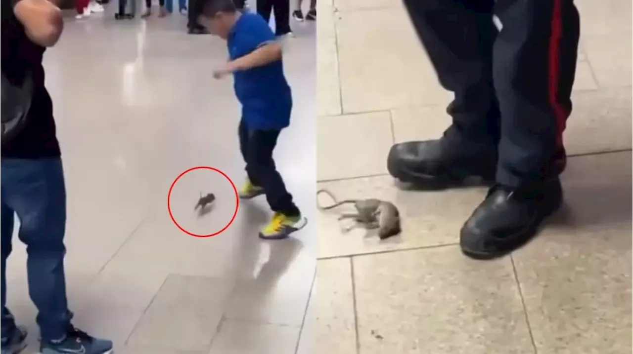 Rata desata pánico en aeropuerto de Cartagena al pasearse entre viajeros: quedó en video