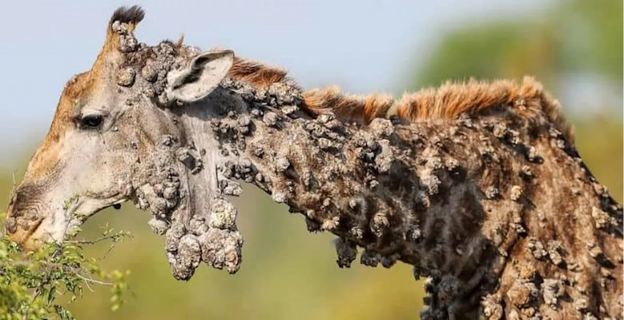 Photographer captures rare Kruger giraffe with papillomavirus