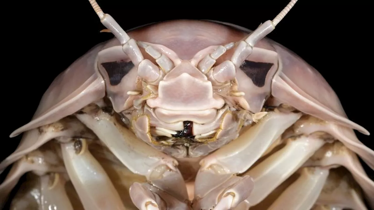 Giant ‘Darth Vader’ sea bug discovered off the coast of Vietnam