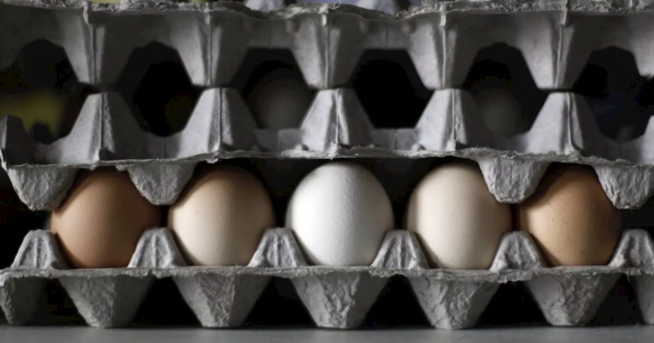 ‘Do not consume’: Canada food agency warns of Salmonella found in shell eggs brands