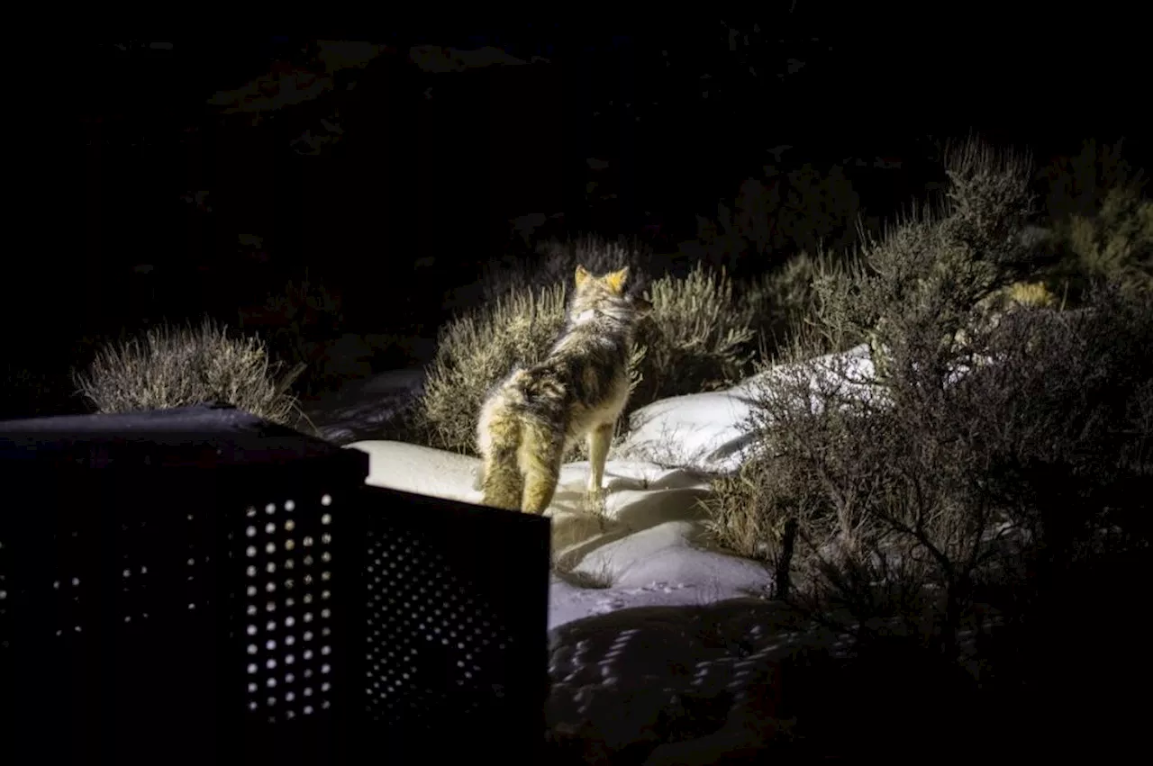 Colorado releases 15 wolves from Canada in second round of historic reintroduction